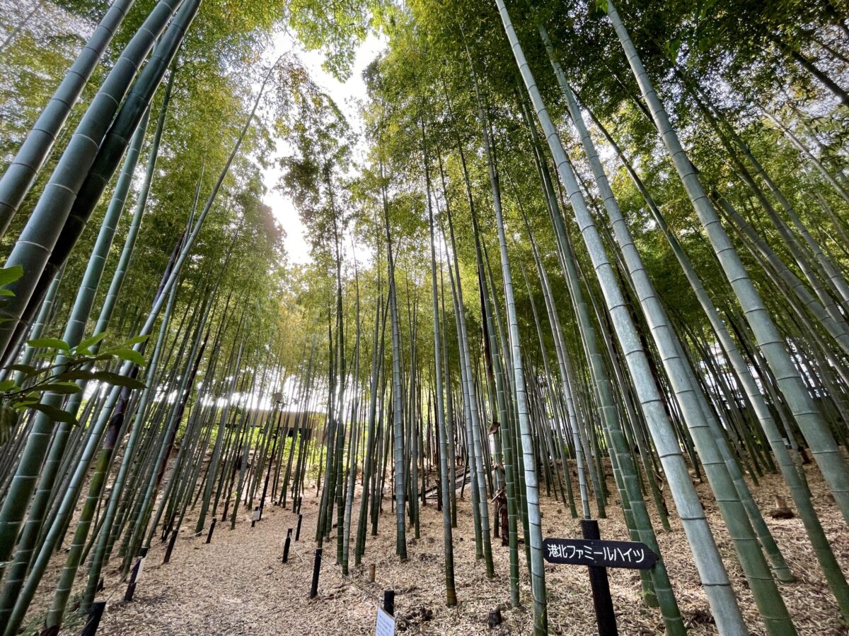 茅ヶ崎公園竹林