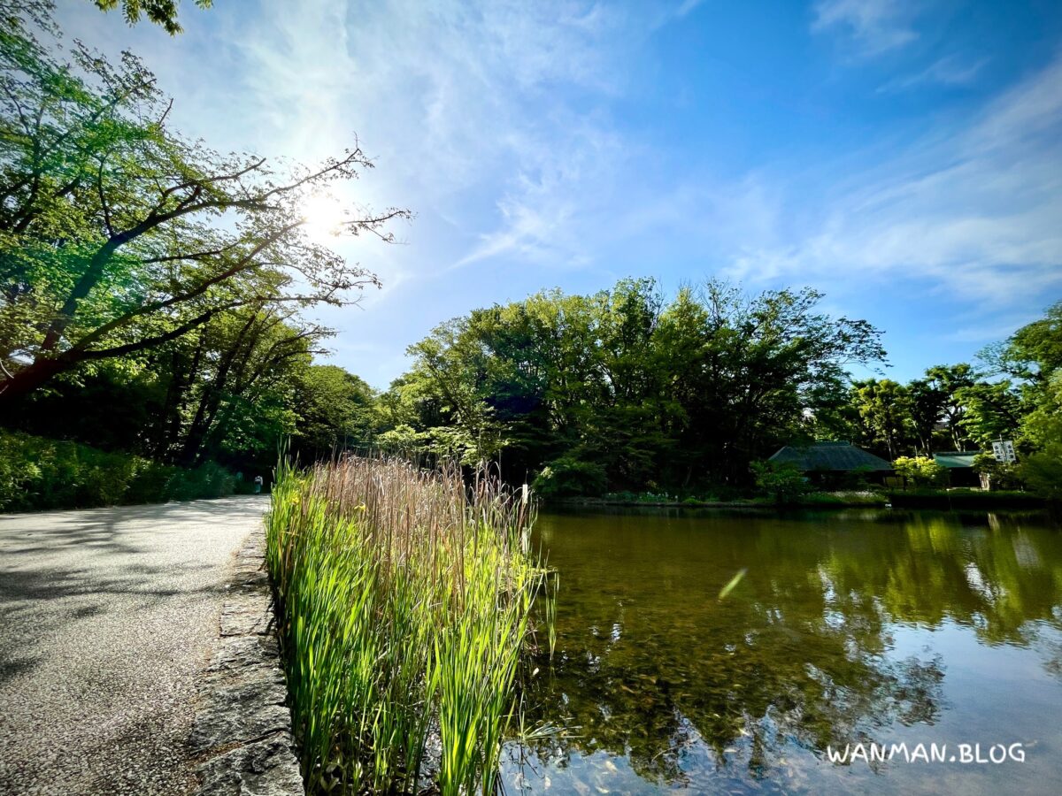 せせらぎ公園池