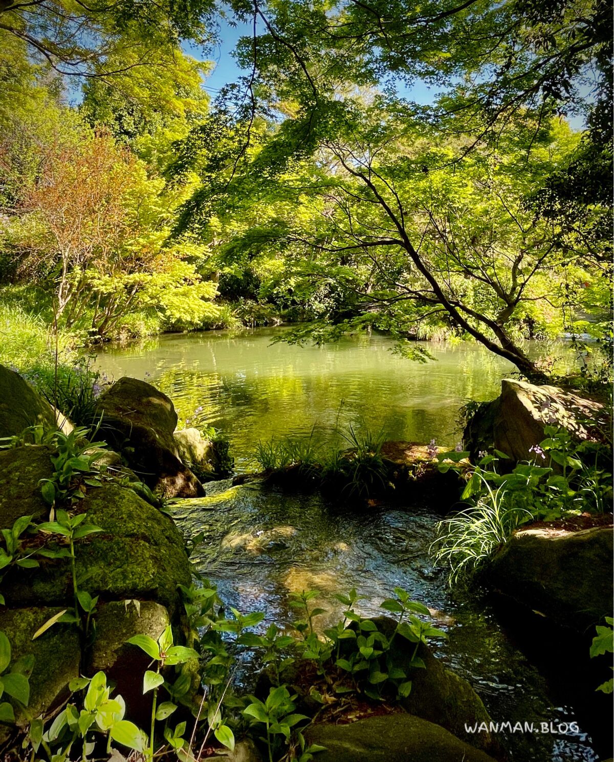 帷子川親水緑道　池