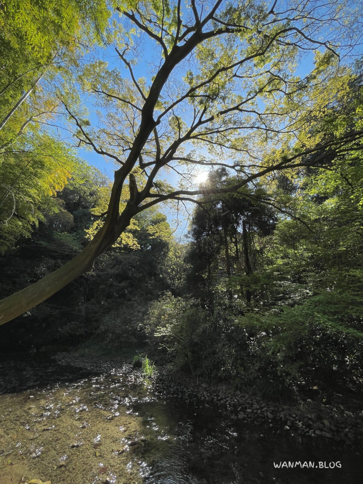 帷子川親水緑道せせらぎゾーン