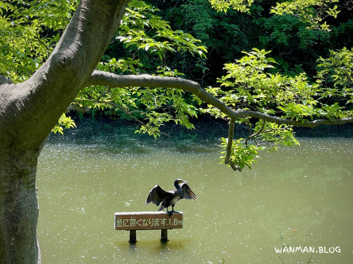 鴨池公園