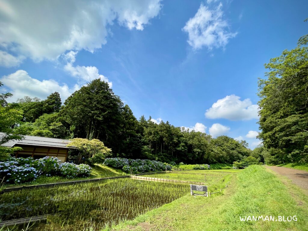 こども自然公園教育水田