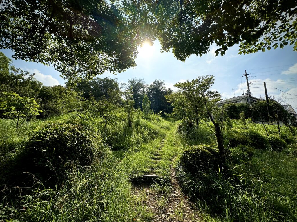 綱島市民の森