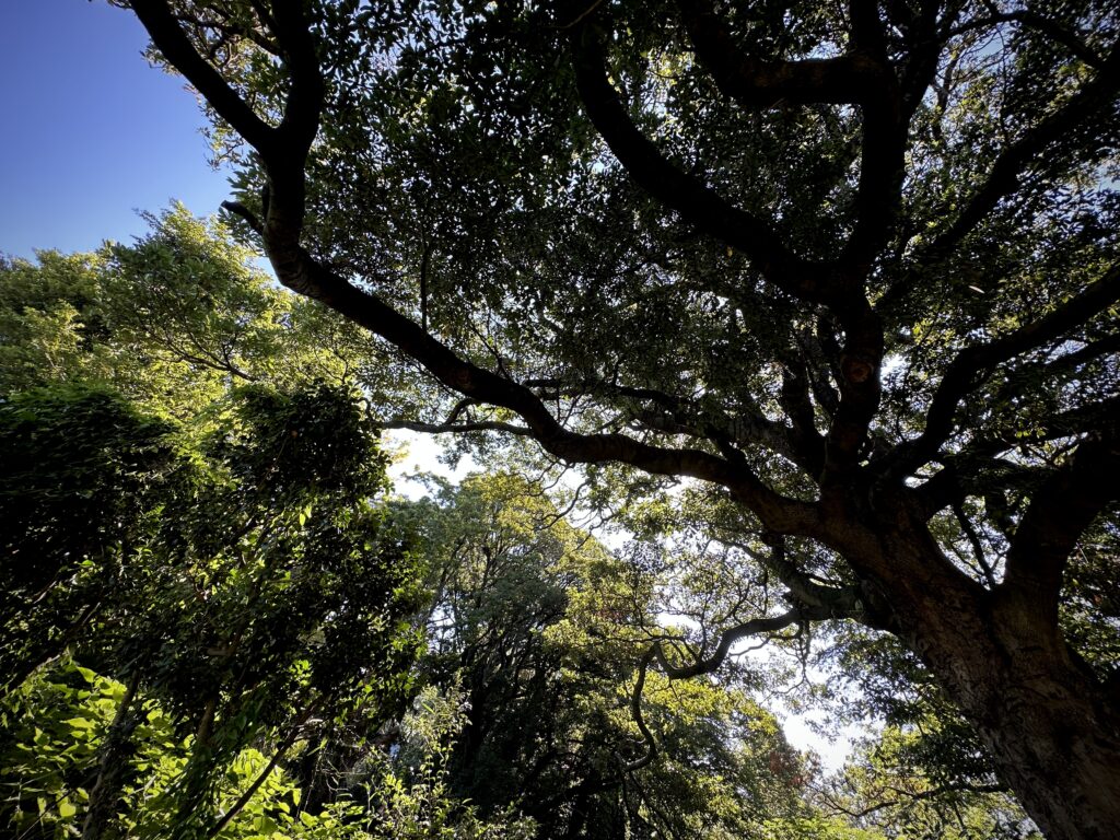 保土ヶ谷公園タブの木広場