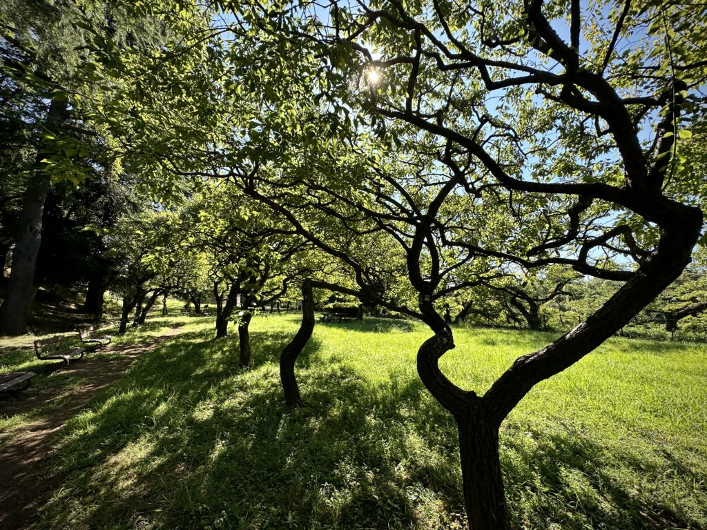 保土ヶ谷公園梅園