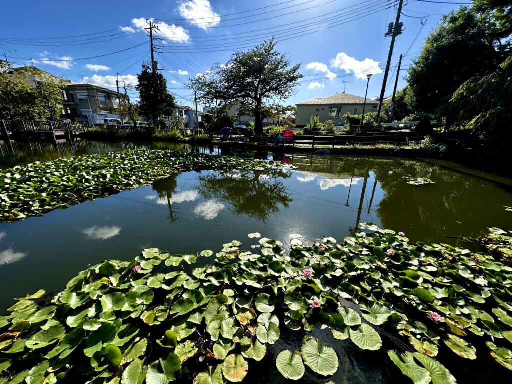 白幡池公園