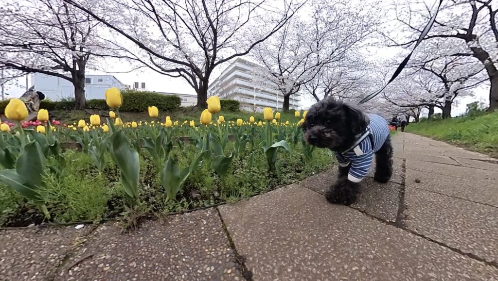 江川せせらぎ緑道